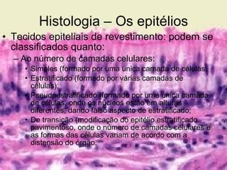 Histologia – Os epitélios Tecidos epiteliais de revestimento: podem se classificados quanto: Ao número de camadas celulares: Simples (formado por uma única camada de células; Estratificado (formado por várias camadas de células); Pseudoestratificado (formado por uma única camada de células, onde os núcleos estão em alturas diferentes, dando falso aspecto de estratificado; De transição (modificação do epitélio estratificado pavimentoso, onde o número de camadas celulares e as formas das células variam de acordo com a distensão do órgão.  