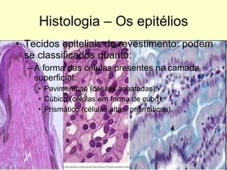 Histologia – Os epitélios Tecidos epiteliais de revestimento: podem se classificados quanto: À forma das células presentes na camada superficial: Pavimentoso (células achatadas); Cúbico (células em forma de cubo); Prismático (células altas, prismáticas). 