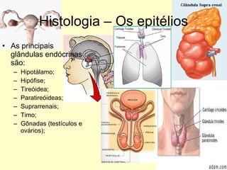 Histologia – Os epitélios As principais glândulas endócrinas são:  Hipotálamo; Hipófise; Tireóidea; Paratireóideas; Suprarrenais; Timo; Gônadas (testículos e ovários); 