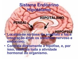 Sistema Endócrino Hipotálamo Localiza-se na base do encéfalo e faz a integração entre os sistemas nervoso e endócrino; Controla diretamente a hipófise, e, por isso, controla toda a atividade hormonal do organismo. 