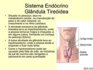 Sistema Endócrino Glândula Tireóidea Situada no pescoço; atua no metabolismo celular, na manutenção do peso e do calor corporal, no crescimento e no ritmo cardíaco; A atividade excessiva da glândula tireóidea leva ao hipertireoidismo, onde a pessoa torna-se magra e irrequieta, e, em alguns casos, formando um inchaço no pescoço (bócio); A baixa atividade da glândula leva ao hipotireoidismo, onde a pessoa tende a engordar e ficar mais lenta; Como o hipotireoidismo pode ser causado pela falta de iodo, as indústrias de sal de cozinha são obrigadas a adicioná-lo em certa quantidade. 