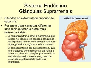 Sistema Endócrino Glândulas Suprarrenais Situadas na extremidade superior de cada rim; Possuem duas camadas diferentes, uma mais externa e outra mais interna, a saber: A camada externa produz hormônios que atuam no controle da pressão sanguínea, no equilíbrio de sal, no aproveitamento de água, proteínas, açúcar e sais minerais; A camada interna produz adrenalina, que, em situações de emergência, aumenta a força e o ritmo do coração, provocando o estreitamento dos vasos sanguíneos e elevando o potencial de ação dos músculos. 