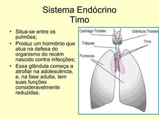 Sistema Endócrino Timo Situa-se entre os pulmões; Produz um hormônio que atua na defesa do organismo do recém nascido contra infecções; Essa glândula começa a atrofiar na adolescência, e, na fase adulta, tem suas funções consideravelmente reduzidas. 