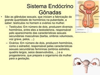 Sistema Endócrino Gônadas São as glândulas sexuais, que iniciam a fabricação de grande quantidade de hormônios na puberdade, a saber: testículos no homem e ovários na mulher. Testículos: Em número de dois, produzem diversos hormônios, entre eles a testosterona, responsável pelo aparecimento das características sexuais secundárias masculinas (barba, ombros volumosos, voz grave, pelos, ...) Ovários: Em número de dois, produzem hormônios, como o estradiol, responsável pelas características sexuais secundárias femininas (ombros estreitos, quadris largos, seios desenvolvidos, ...) e a progesterona, que prepara o organismo da mulher para a gestação. 