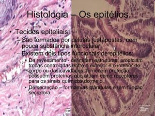 Histologia – Os epitélios Tecidos epiteliais: São formados por células justapostas, com pouca substância intercelular; Existem dois tipos funcionais de epitélios: De revestimento - delimitam estruturas; propiciam trocas controladas entre o exterior e o interior do corpo ou das cavidades; fornecem proteção; possuem proteínas que atuam como receptores para os sinais químicos do meio.  De secreção – formam as glândulas e têm função secretora. 