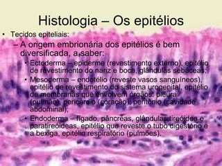 Histologia – Os epitélios Tecidos epiteliais: A origem embrionária dos epitélios é bem diversificada, a saber: Ectoderma – epiderme (revestimento externo), epitélio de revestimento do nariz e boca, glândulas sebáceas; Mesoderma – endotélio (reveste vasos sanguíneos), epitélio de revestimento do sistema urogenital, epitélio de membranas que envolvem órgãos: pleura (pulmão), pericárdio (coração), peritônio (cavidade abdominal); Endoderma – fígado, pâncreas, glândulas tireóidea e paratireóideas, epitélio que reveste o tubo digestório e a bexiga, epitélio respiratório (pulmões). 