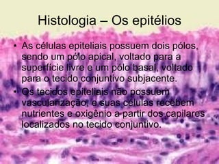 Histologia – Os epitélios As células epiteliais possuem dois pólos, sendo um pólo apical, voltado para a superfície livre e um pólo basal, voltado para o tecido conjuntivo subjacente. Os tecidos epiteliais não possuem vascularização, e suas células recebem nutrientes e oxigênio a partir dos capilares localizados no tecido conjuntivo. 