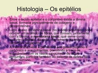 Histologia – Os epitélios Entre o tecido epitelial e o conjuntivo existe a lâmina basal, formada principalmente de colágeno e glicoproteínas; Logo abaixo da lâmina basal (no tecido conjuntivo), pode ocorrer um acúmulo de fibras, que formam, juntamente com a lâmina, a  membrana basal , que serve como suporte do epitélio, fixando-o firmemente ao tecido conjuntivo subjacente.  A membrana basal é permeável aos gases oxigênio e carbônico e aos nutrientes, permitindo a troca de substâncias com os vasos sanguíneos do tecido conjuntivo; participa também do sistema de defesa do corpo humano. 