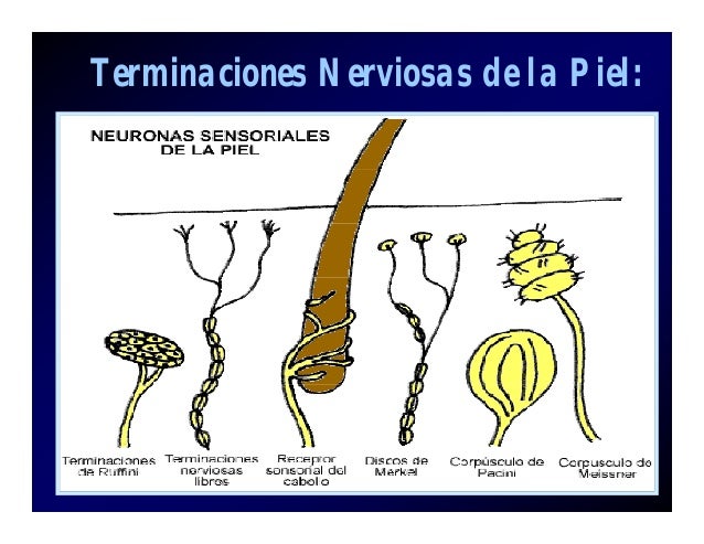 Histologiapielyfaneras