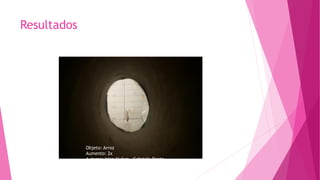 Resultados
Objeto: Arroz
Aumento: 2x
Autoras: Irian Nuñez , Gabriela Ponte
 