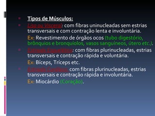 Tipos de Músculos: Liso ou Visceral :  com fibras uninucleadas sem estrias transversais e com contração lenta e involuntária. Ex:  Revestimento de órgãos ocos  (tubo digestório, brônquios e bronquíolos, vasos sanguíneos, útero  etc.) . Estriado Esquelético :   com fibras plurinucleadas, estrias transversais e contração rápida e voluntária. Ex:  Bíceps, Tríceps etc. Estriado Cardíaco:   com fibras plurinucleadas, estrias transversais e contração rápida e involuntária. Ex:  Miocárdio  (Coração) . 
