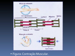 Figura: Contração Muscular. 