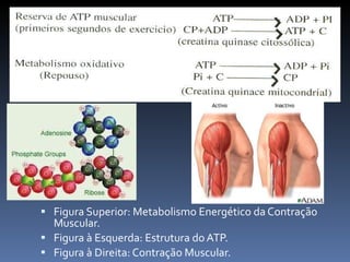 Figura Superior: Metabolismo Energético da Contração Muscular. Figura à Esquerda: Estrutura do ATP. Figura à Direita: Contração Muscular. 