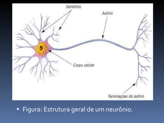 Figura: Estrutura geral de um neurônio. 
