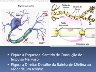 Figura à Esquerda: Sentido de Condução do Impulso Nervoso Figura à Direita: Detalhe da Bainha de Mielina ao redor de um Axônio. 