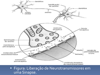 Figura: Liberação de Neurotransmissores em uma Sinapse. 