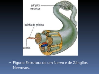 Figura: Estrutura de um Nervo e de Gânglios Nervosos. 