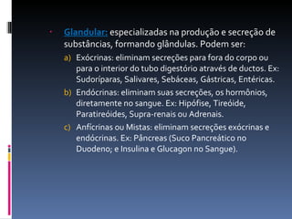Glandular:  especializadas na produção e secreção de substâncias, formando glândulas. Podem ser: Exócrinas: eliminam secreções para fora do corpo ou para o interior do tubo digestório através de ductos. Ex: Sudoríparas, Salivares, Sebáceas, Gástricas, Entéricas. Endócrinas: eliminam suas secreções, os hormônios, diretamente no sangue. Ex: Hipófise, Tireóide, Paratireóides, Supra-renais ou Adrenais. Anfícrinas ou Mistas: eliminam secreções exócrinas e endócrinas. Ex: Pâncreas (Suco Pancreático no Duodeno; e Insulina e Glucagon no Sangue). 