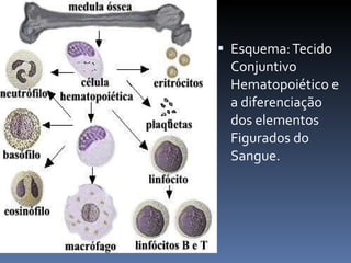 Esquema: Tecido Conjuntivo Hematopoiético e a diferenciação dos elementos Figurados do Sangue. 