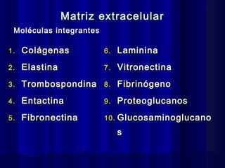 Histología pulmonar | PPT