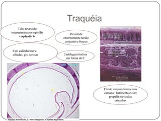 Tubo revestido internamente por epitélio respiratórioCelscaliciformer e ciliadas, gls. serosasFluido mucoso forma uma camada ; batimento ciliar; propelir partículas estranhasTraquéiaRevestida externamente tecido conjuntivo frouxoCartilagem hialina em forma de C