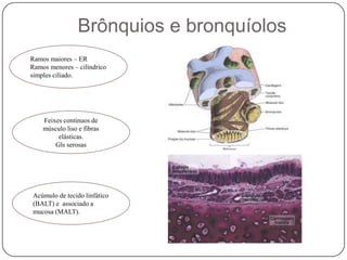 Brônquios e bronquíolos Ramos maiores – ERRamos menores – cilíndrico simples ciliado. Feixes contínuos de músculo liso e fibras elásticas.Gls serosasAcúmulo de tecido linfático (BALT) e  associado a mucosa (MALT).