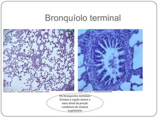 Bronquíolo terminalOs bronquíolos terminais formam a região menor e mais distal da porção condutora do sistema respiratório 