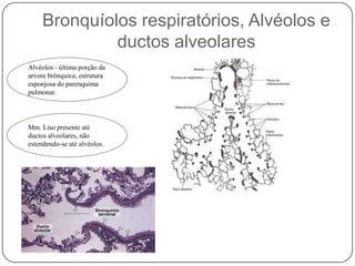 Alvéolos - última porção da arvore brônquica; estrutura esponjosa do parenquima pulmonar.Mm. Liso presente até ductos alveolares, não estendendo-se até alvéolos.Bronquíolos respiratórios, Alvéolos e ductos alveolares