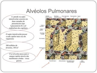 A  parede ou septo interalveolar consiste em duas camadas de pneumócitos tipo I,pneumócito II e cel endoteliais dos capilaresO septo interalveolar possui a rede capilar mais rica do organismo300 milhões de alvéolos, 140 m2. Alvéolos PulmonaresO ar alveolar passa para o sangue capilar através das membranas citadas – troca gasosa.