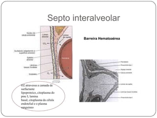  Septo interalveolarBarreira HematoaéreaO2 atravessa a camada de surfactante lipoproteico, citoplasma do pmc I, lamina basal, citoplasma da célula endotelial e o plasma sanguineo