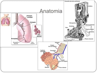 Anatomia