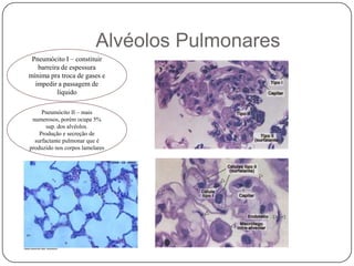 Pneumócito I – constituir barreira de espessura mínima pra troca de gases e impedir a passagem de líquidoPneumócito II – mais numerosos, porém ocupa 5%  sup. dos alvéolos.Produção e secreção de  surfactante pulmonar que é produzido nos corpos lamelares   Alvéolos Pulmonares