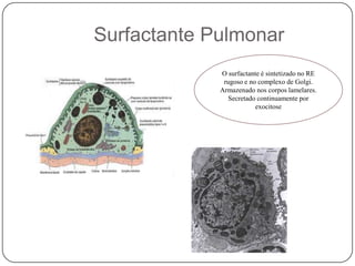  Surfactante PulmonarO surfactante é sintetizado no RE rugoso e no complexo de Golgi.Armazenado nos corpos lamelares. Secretado continuamente por exocitose