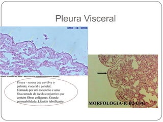 Pleura VisceralPleura – serosa que envolve o pulmão; visceral e parietal;Formado por um mesotélio e uma fina camada de tecido conjuntivo que contém fibras colágenas; Grande permeabilidade; Líquido lubrificante