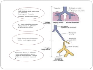 Porção condutora – fossas nasais, nasofaringe, laringe, traqueia, bronquios e bronquiolos.Porção respiratória – bronquiolos respiratórios, ductos alveolares e alvéolos. PC – Epitélio ciliado pseudo-estratificado colunar com muitas cels. Caliciformes EPITÉLIO RESPIRATÓRIOLimpar, umedecer e aquecer o ar inspirado.Alvéolos – paredes delgadas , delicada.Sist. Imunitário - Mucosa  rica em linfócitos , nódulos linfatico, plasmócitos e fagocitos.Captam o Ag transfere macrofágos e linfócitosInterface com o meio externo – impurezas do ar.