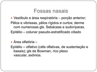 Fossas nasaisVestíbulo e área respiratória – porção anterior;Pêlos e vibrissas, pêlos rígidos e curtos; derme com numerosas gls. Sebáceas e sudoríparas.Epitélio – colunar pseudo-estratificado ciliado Área olfatória – Epitélio – olfativo (céls olfativas, de sustentação e basais); gls de Bowman, rico plexo vascular, axônios.