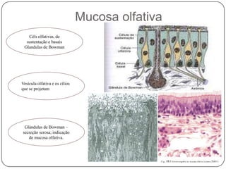 Mucosa olfativa Céls olfativas, de sustentação e basaisGlandulas de BowmanVesícula olfativa e os cílios que se projetamGlándulas de Bowman – secreção serosa; indicação de mucosa olfativa.