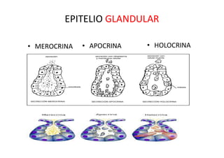 Biología Histología Semana 2 CEPREUNA.pdf