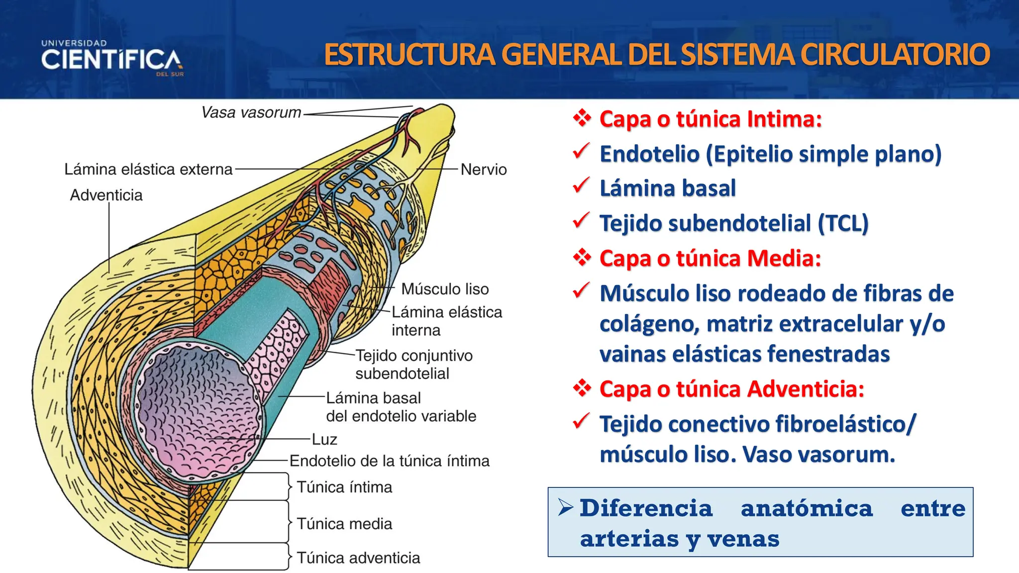 HISTOLOGíA SESIÓN 07 - INTEGRACIÓN DE HISTOLOGÍA VASCULAR.pdf