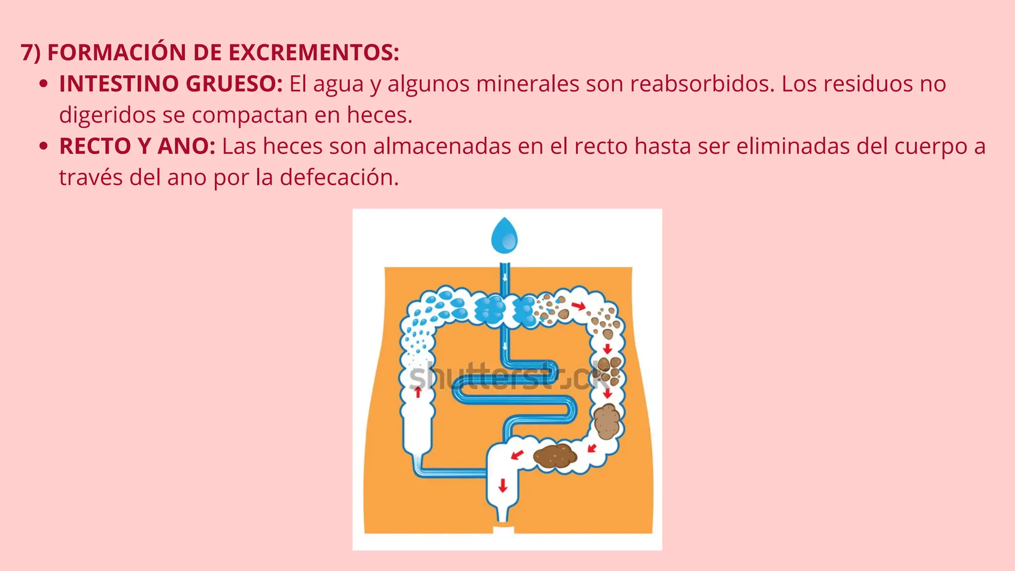 HISTOLOGIA_SISTEMA_DIGESTIVO22067(1).pdf