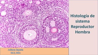 Histología de 
sistema 
Reproductor 
Hembra 
 