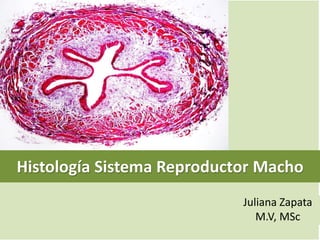 Histología Sistema Reproductor Macho 
Juliana Zapata 
M.V, MSc 
 