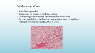 Células cromafines
 Son células grandes.
 Dispuestas en grupos o cordones cortos.
 Contienen gránulos que se tiñen con sales cromafines.
 La reacción de los gránulos al ser expuestos a sales cromafines
indica la presencia de CATECOLAMINAS.
 