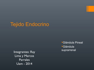 Tejido Endocrino 
Glándula Pineal 
Glándula 
suprarrenal Integrantes: Ray 
Lima y Marcos 
Parrales 
Uam - 2014 
 