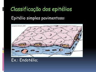 Classificação dos epitélios
Epitélio simples pavimentoso:
Ex.: Endotélio;
 