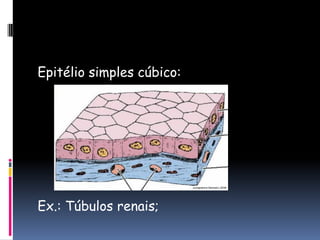 Epitélio simples cúbico:
Ex.: Túbulos renais;
 