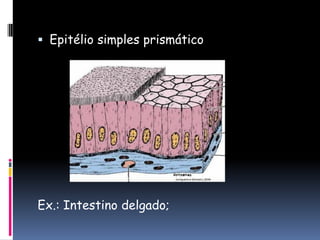  Epitélio simples prismático
Ex.: Intestino delgado;
 