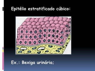 Epitélio estratificado cúbico:
Ex.: Bexiga urinária;
 