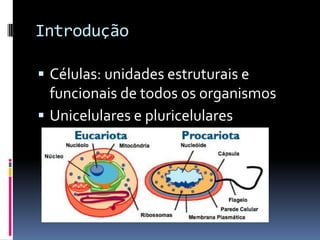 Introdução
 Células: unidades estruturais e
funcionais de todos os organismos
 Unicelulares e pluricelulares
 