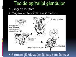 Tecido epitelial glandular
 Função excretora
 Origem: epitélios de revestimentos
 Formam glândulas ( exócrinas e endócrinas)
 